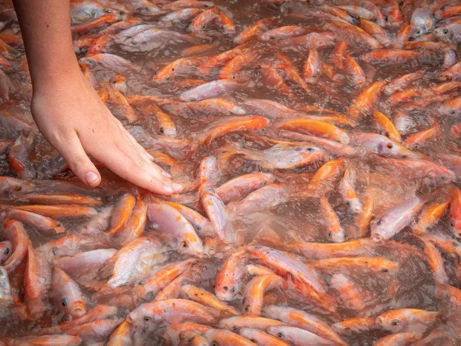 Foto tangan seseorang menyentuh kumpulan ikan nila merah yang padat di kolam budidaya.